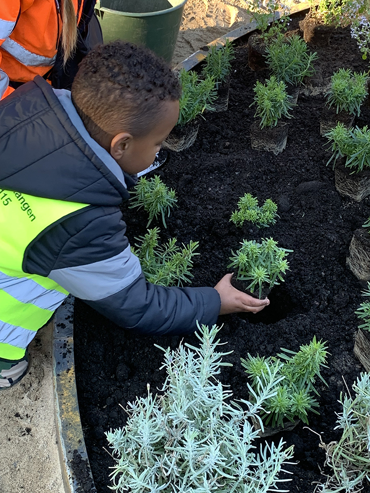 Ett barn planterar i förskolans nya rabatt, tillsammans med personal från parkförvaltningen. Här planteras blommor som är bra för insekterna och senare kommer man även att få ett insektshotell.