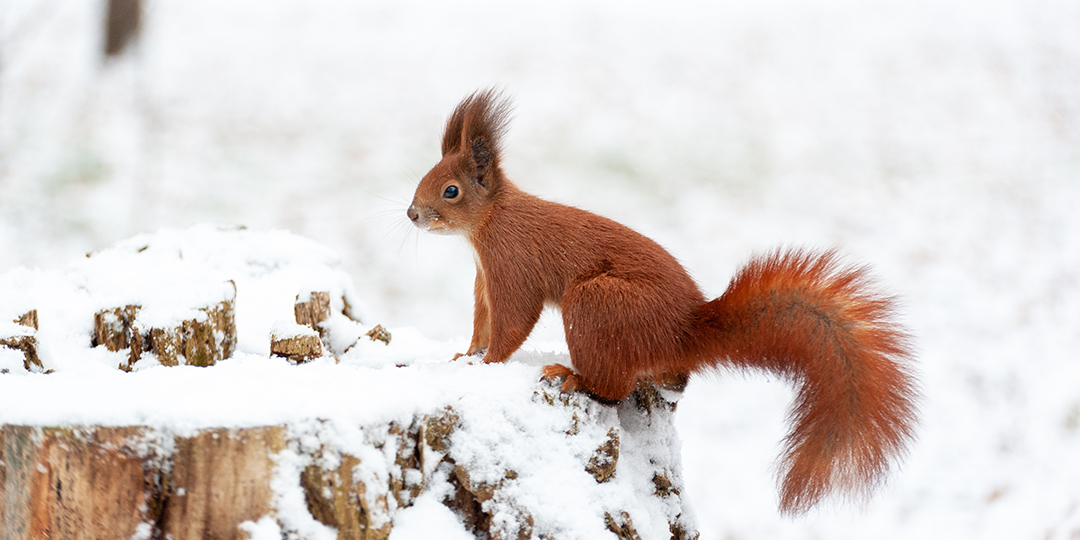 En ekorre sitter på en stubbe i ett snölandskap.