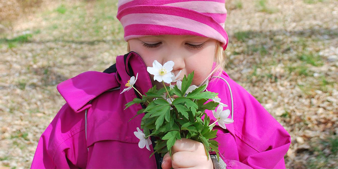 Flicka i rosa jacka luktar på en bukett vitsippor.