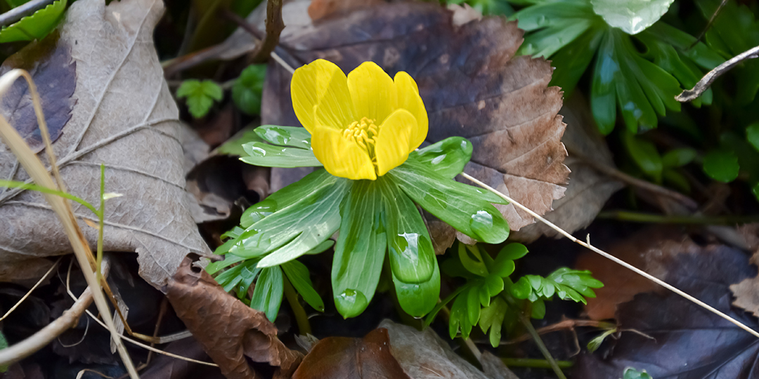 Blommande vintergäck.