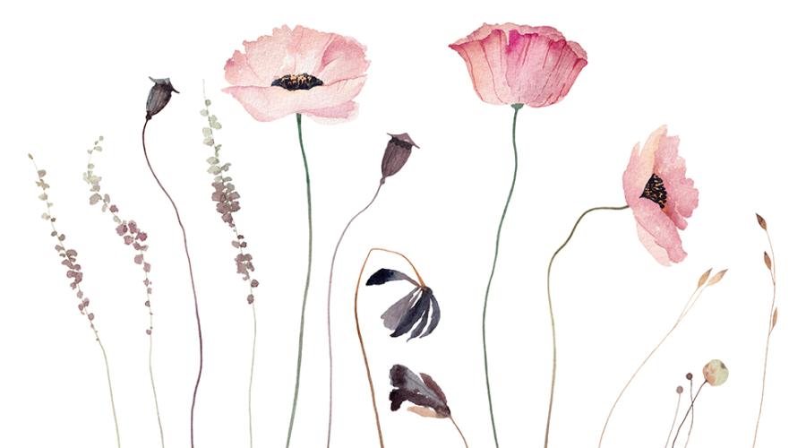 Vallmoblommor och frökapslar i en sirlig illustration.