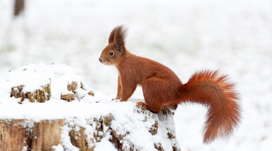 En ekorre sitter på en stubbe i ett snölandskap.