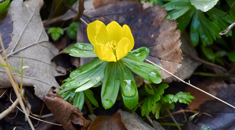 Blommande vintergäck.