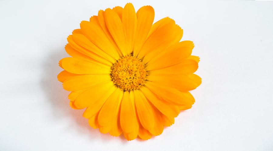 Calendula