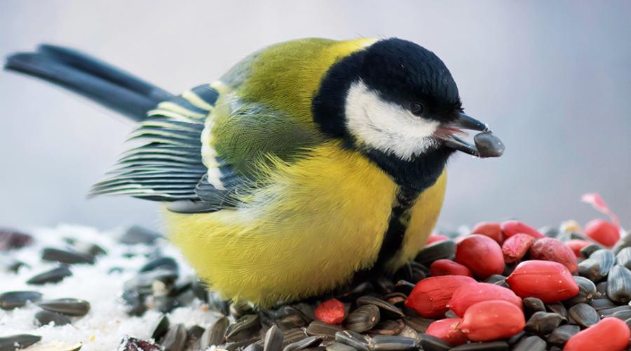 Talgoxe äter frön vid en fågelmatning.