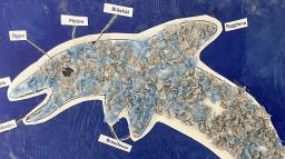 En bild på en målad delfin med djurets delar utsatta.