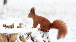 En ekorre sitter på en stubbe i ett snölandskap.