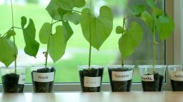 Groende plantor i krukor i förskolans fönsterkarm