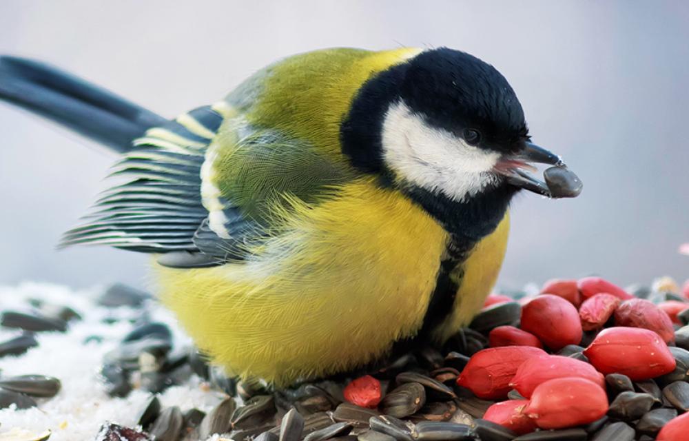 Talgoxe äter frön vid en fågelmatning.