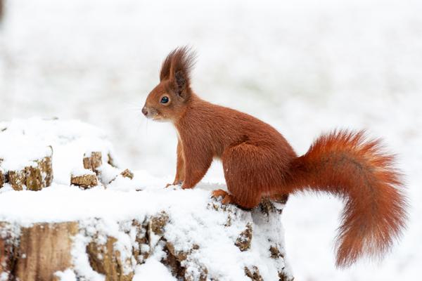 En ekorre sitter på en stubbe i ett snölandskap.