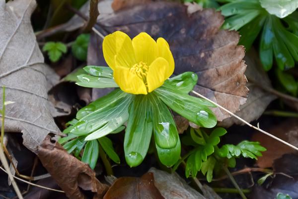 Blommande vintergäck.